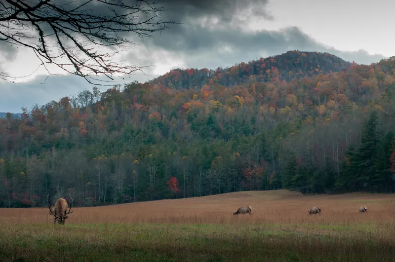 Open rural acreage bordered by wooded hills